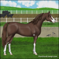 Horse Color:Liver Chestnut Sabino 