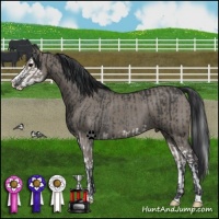 Horse Color:Black Sabino Splash Rabicano  and Grullo Sabino Splash 