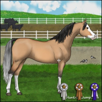 Horse Color:Bay Dun Sabino Splash 