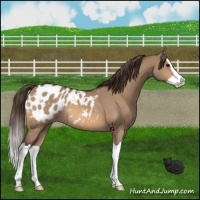 Horse Color:Bay Dun Splash Appaloosa