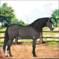 Horse Color:Black 