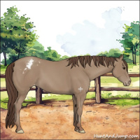 Horse Color:Classic Champagne Appaloosa 
