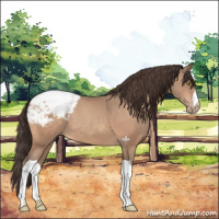 Horse Color:Sable Champagne Appaloosa