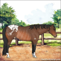 Horse Color:Bay Appaloosa Rabicano 