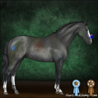 Horse Color:Black Sabino Rabicano 