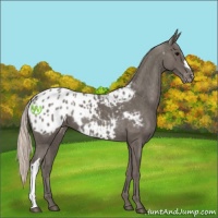 Horse Color:Silver Black Appaloosa 