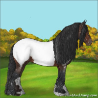 Horse Color:Bay Roan Appaloosa 