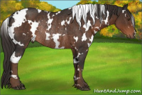 Horse Color:White Spotted Liver Chestnut Rabicano 