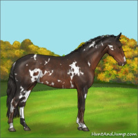 Horse Color:White Spotted Liver Chestnut Rabicano 