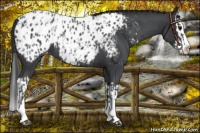 Horse Color:Blue Roan Sabino Splash Appaloosa  and Blue Roan Sabino Splash Appaloosa 