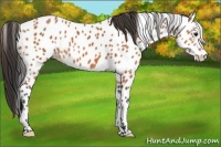 Horse Color:Bay Appaloosa 
