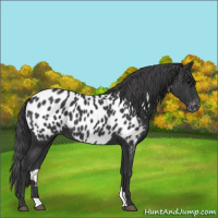 Horse Color:Black Appaloosa 