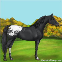 Horse Color:Black Appaloosa 