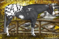Horse Color:White Spotted Blue Roan Splash Frame Appaloosa
