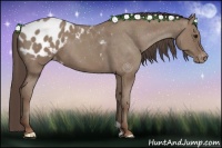 Horse Color:Classic Champagne Appaloosa 