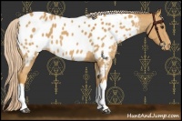 Horse Color:Palomino Near Leopard 