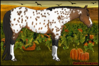 Horse Color:Gray Buckskin Appaloosa