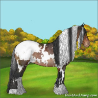 Horse Color:White Spotted Brown Appaloosa Rabicano 