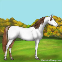 Horse Color:Chestnut Appaloosa 