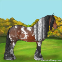 Horse Color:White Spotted Bay 