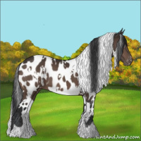 Horse Color:White Spotted Brown Appaloosa