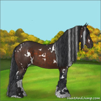 Horse Color:White Spotted Brown 