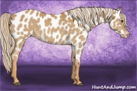Horse Color:Palomino Near Leopard 
