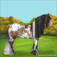 Horse Color:White Spotted Bay Appaloosa Rabicano 
