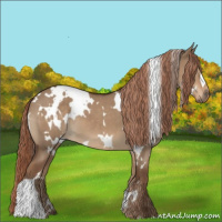 Horse Color:White Spotted Liver Red Dun 