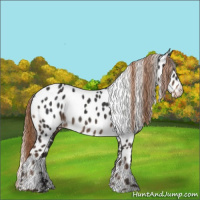 Horse Color:White Spotted Liver Chestnut Appaloosa 