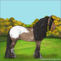 Horse Color:Liver Red Dun Appaloosa 