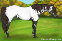 Horse Color:White Spotted Liver Chestnut Appaloosa 