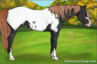 Horse Color:Liver Chestnut Sabino Appaloosa 