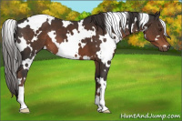 Horse Color:White Spotted Liver Chestnut 