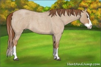 Horse Color:Red Dun Roan Splash 