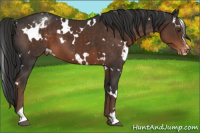 Horse Color:White Spotted Liver Chestnut Sabino Appaloosa 