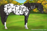 Horse Color:Liver Chestnut Appaloosa 