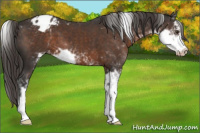 Horse Color:Liver Chestnut Sabino Appaloosa 