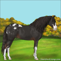 Horse Color:Liver Chestnut Sabino Appaloosa 