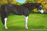 Horse Color:Liver Chestnut Sabino