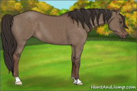 Horse Color:Liver Red Dun 