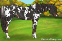 Horse Color:White Spotted Liver Chestnut 