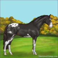 Horse Color:Liver Chestnut Sabino Appaloosa 