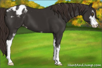 Horse Color:Liver Chestnut Sabino Appaloosa
