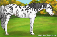 Horse Color:Liver Chestnut Sabino Appaloosa 