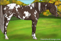 Horse Color:White Spotted Liver Chestnut Appaloosa 