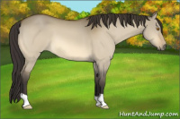 Horse Color:Buckskin Dun 