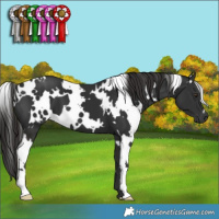 Horse Color:White Spotted Liver Chestnut 