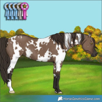 Horse Color:White Spotted Liver Red Dun 