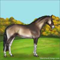 Horse Color:Bay Onyx 